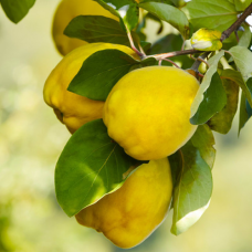 Айва студентка