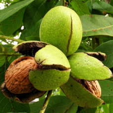 Горіх Волоський Буковинська бомба