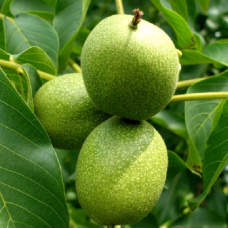 Горіх волоський Велетень