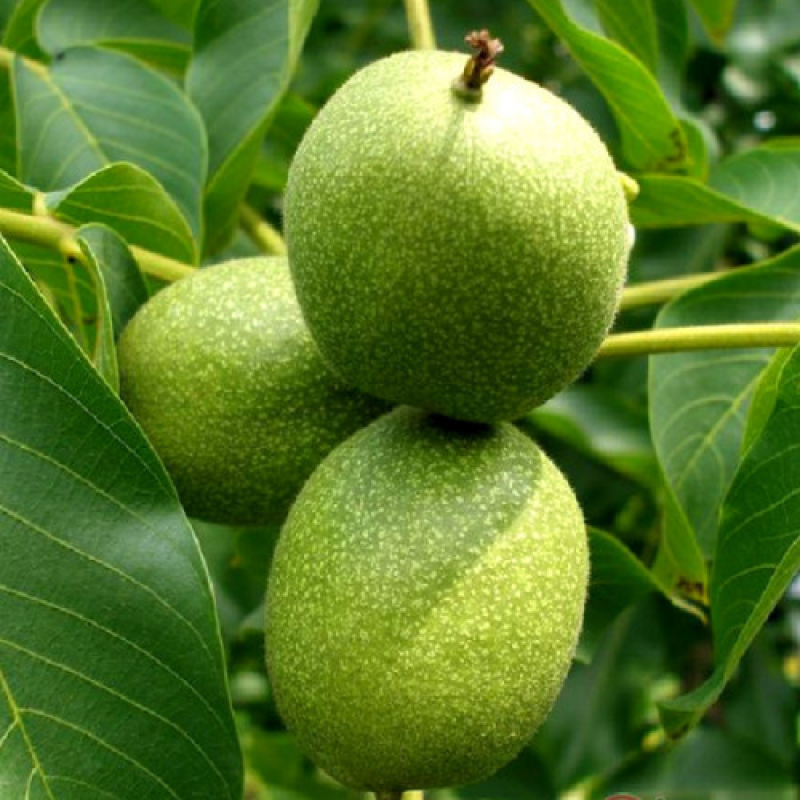 Горіх волоський Велетень