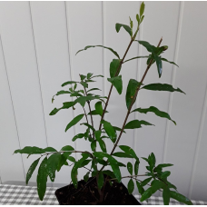 Гранат Велес