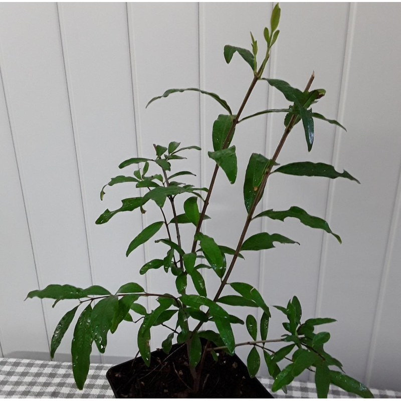 Гранат Велес Гранат Велес