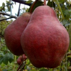 Груша Киргизька