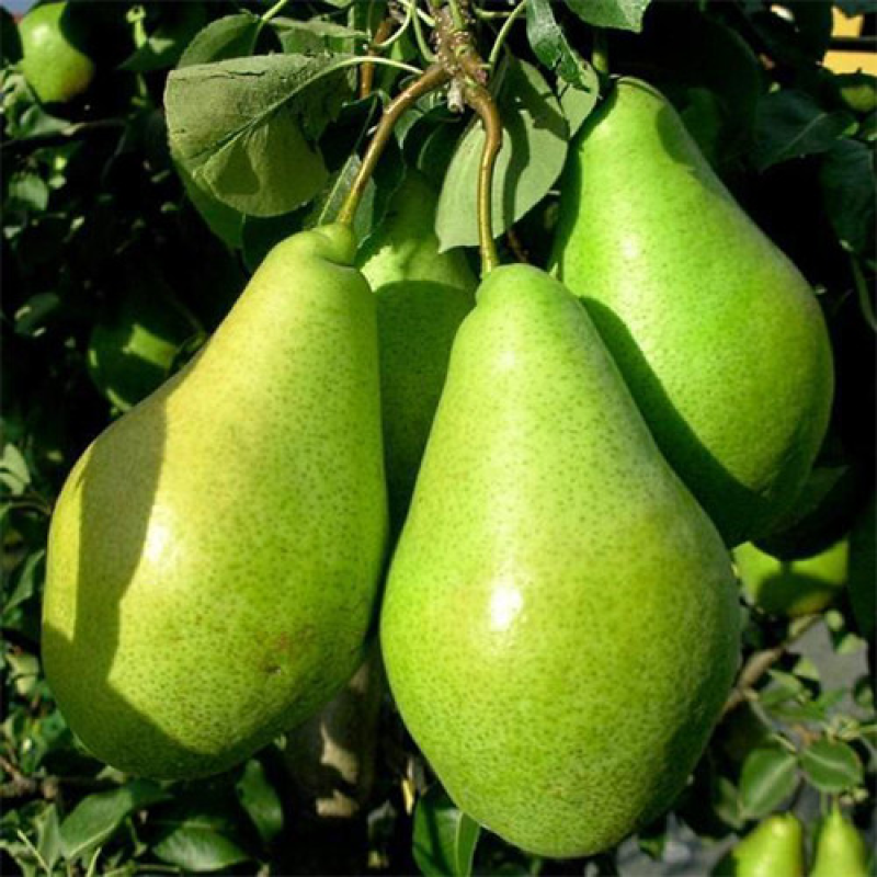 Груша Ноябирська