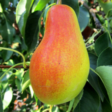 Груша Парижанка