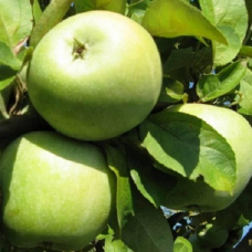 Яблуня Ренет Симиренка