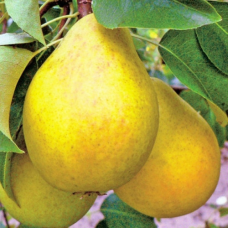 Груша Дюшес