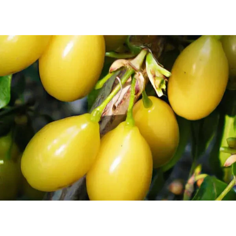 Кизил Буківський жовтий Кизил Буківський жовтий