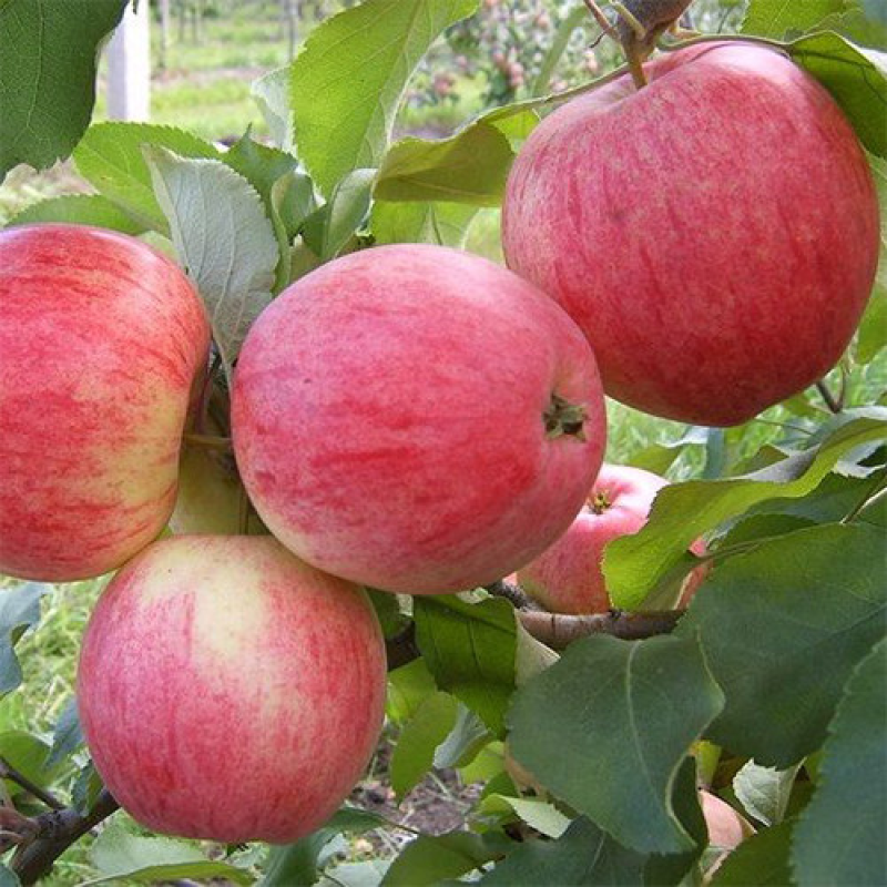 Яблуня Слава Переможцям