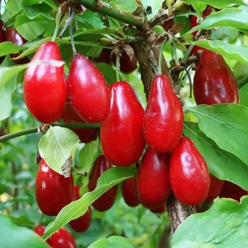 Кизил Лук`янівський