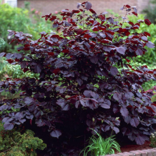 Фундук Сирена червонолистий