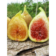 Інжир Брунсвік