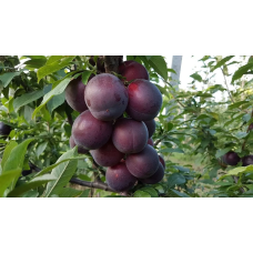 Алича Генерал