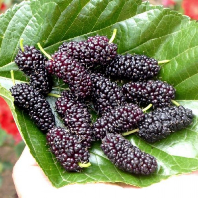 Шовковиця Чорний принц Шовковиця Чорний принц