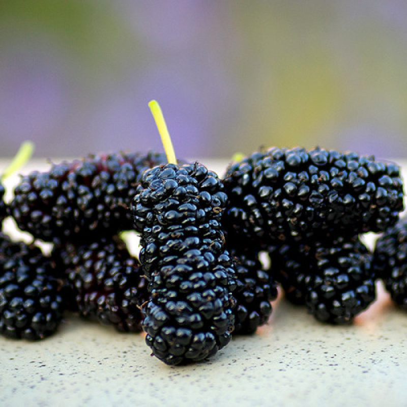 Шовковиця Галіція