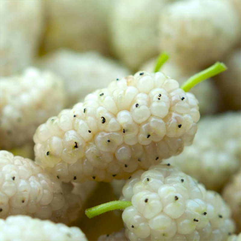 Шовковиця Вікторія біла Шовковиця Вікторія біла