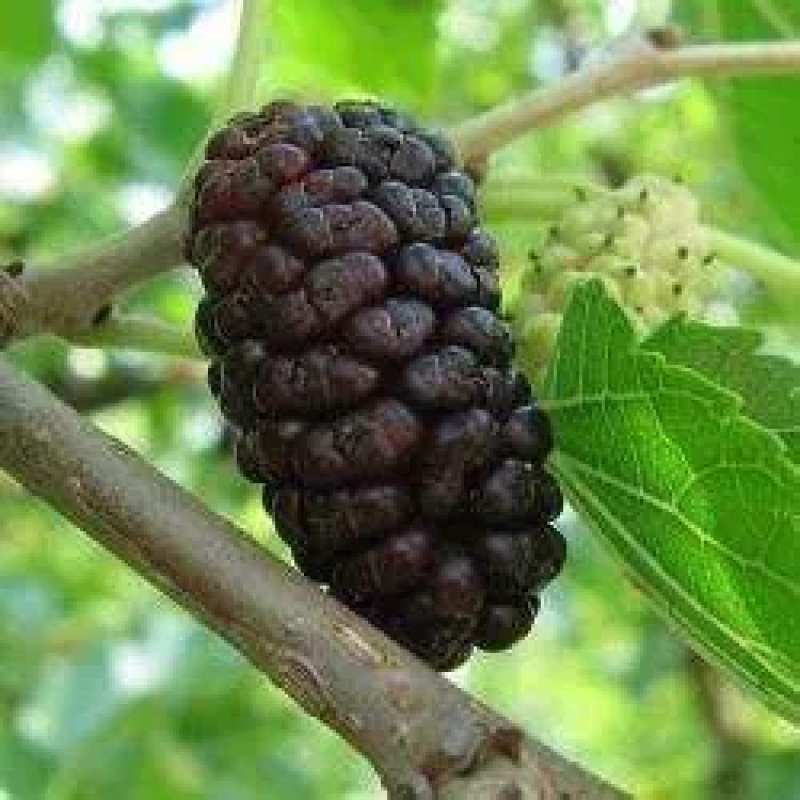 Шовковиця Чорна Перлива Шовковиця Чорна Перлива