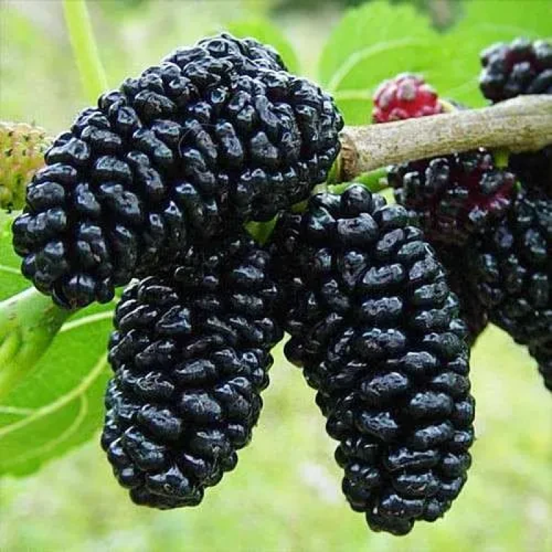 Шовковиця Королівська Чорна