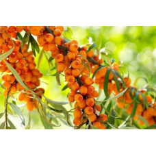 Обіпиха Медовий місяць пара