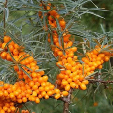 Обліпиха Улюблена пара