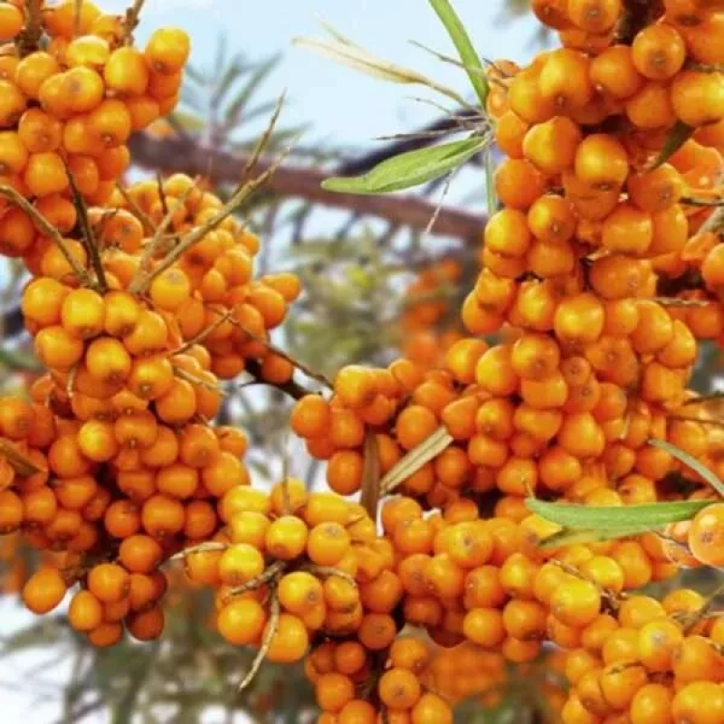 Обліпиха Чуйська солодка пара Обліпиха Чуйська солодка пара