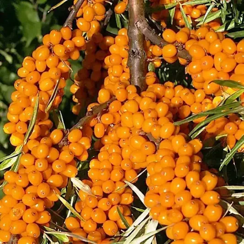 Обліпиха Єва Обліпиха Єва