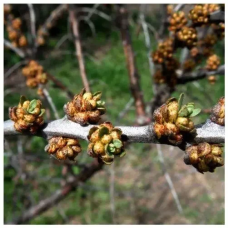 Обліпиха Подільська