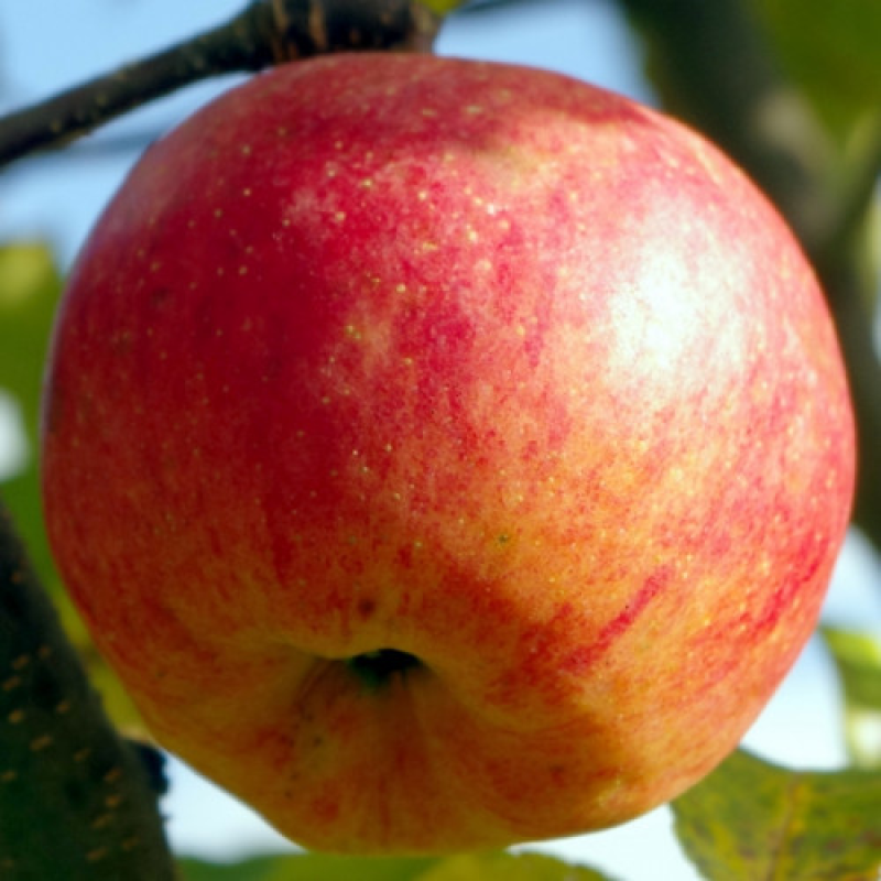 Яблуня Топаз Яблуня Топаз
