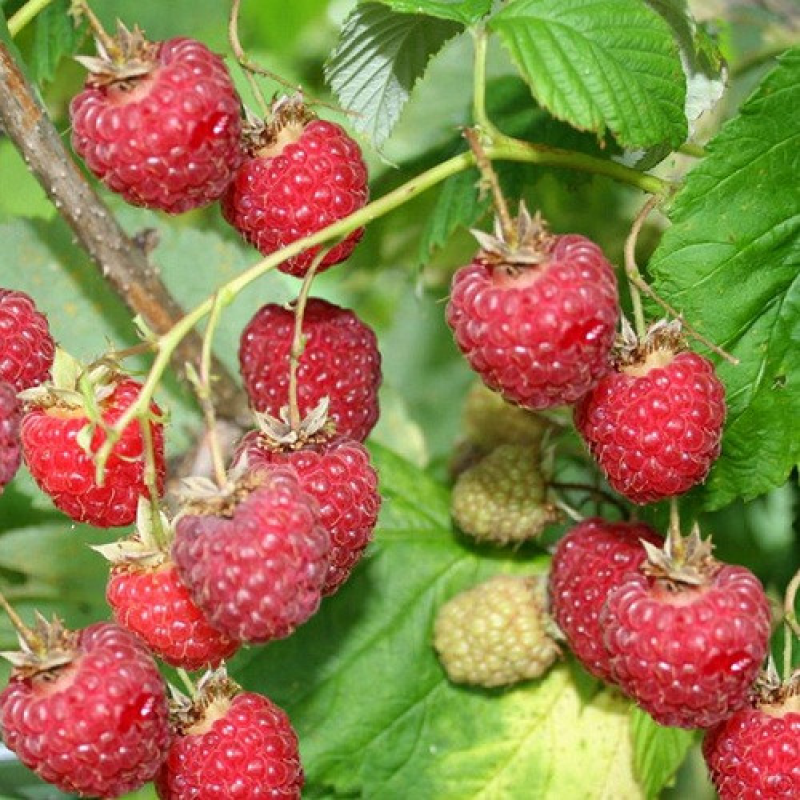 Малина Міккер Малина Міккер