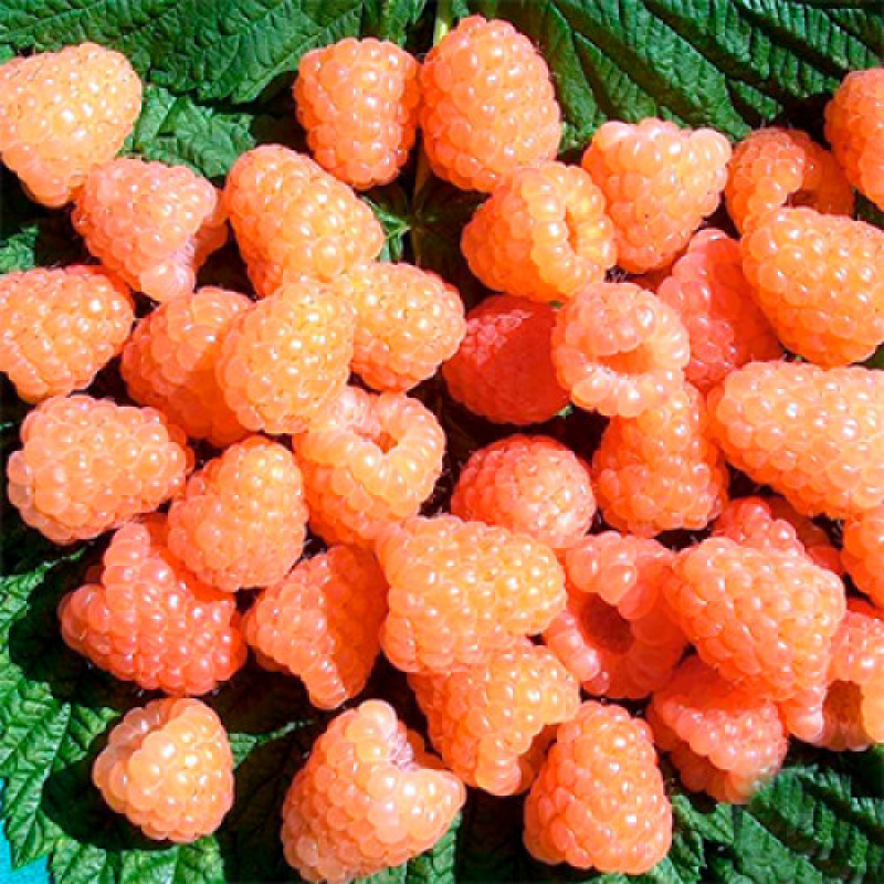 Малина Валентина