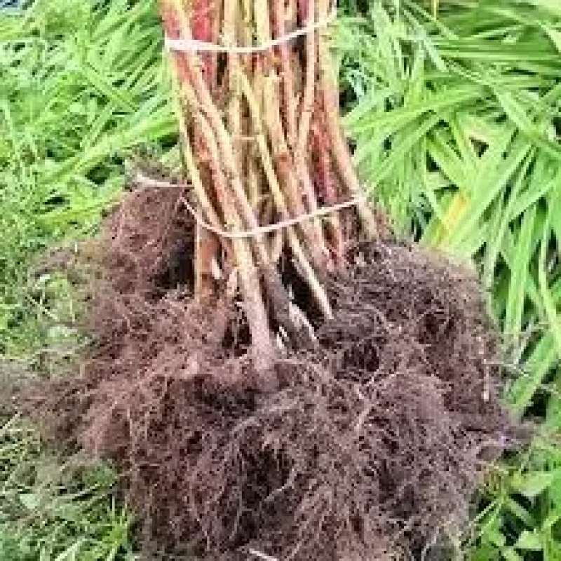 Малина Жовтий гігант