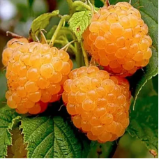 Малина Ранкова Роса