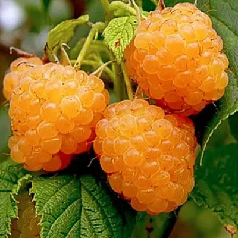 Малина Ранкова Роса Малина Ранкова Роса