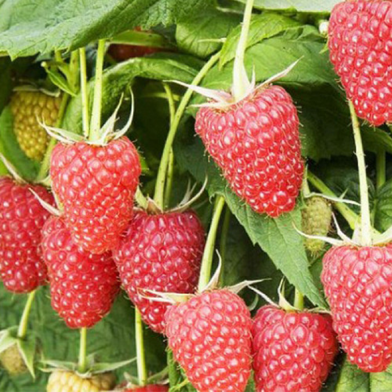 Малина Атлант Малина Атлант