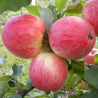 ЯблуняМедова