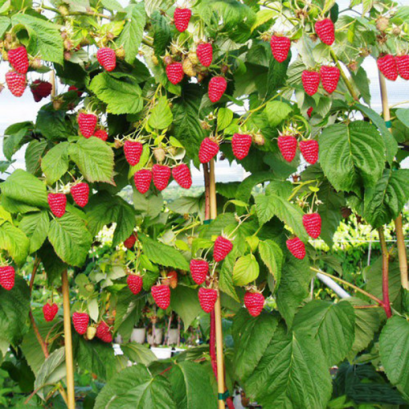 Малинове дерево Богатир