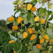 Малинове дерево Жовте Чудо