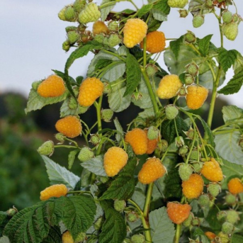 Малинове дерево Жовте Чудо Малинове дерево Жовте Чудо