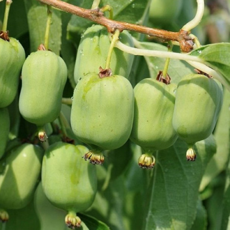 Актинідія Київська