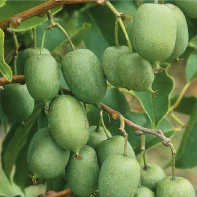 Актинідія Оригінальна Актинідія Оригінальна