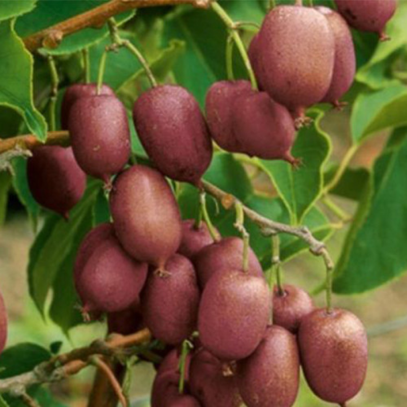 Актинідія Пурпурова