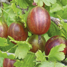 Агрус Безшиповий