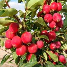 Яблуня Райка