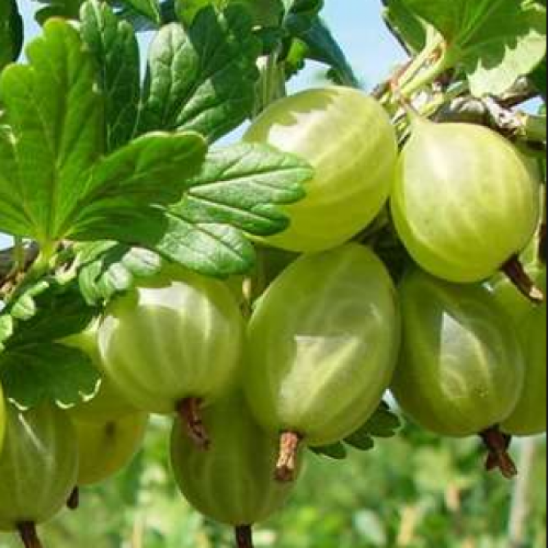 Агрус Смарагд