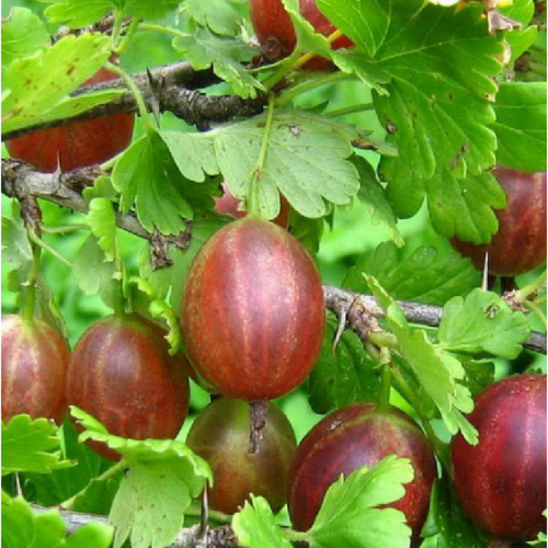 Агрус Красень