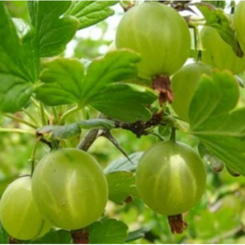 Агрус Машенька Агрус Машенька