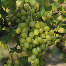 Виноград білий Аркадія