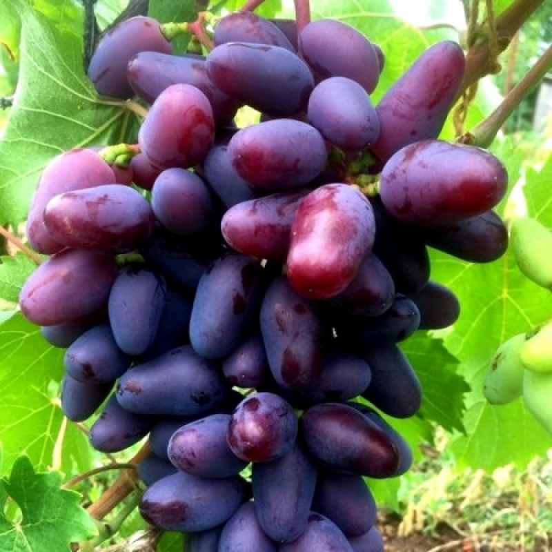 Виноград Байконур Виноград Байконур