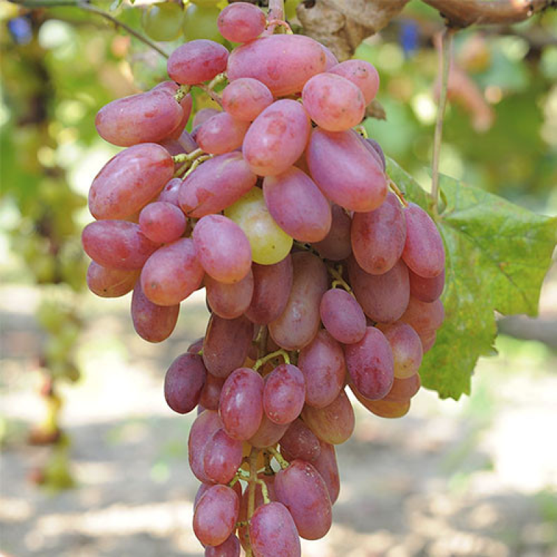 Виноград Віктор