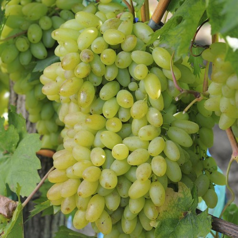 Виноград кишмиш Століття Виноград кишмиш Століття